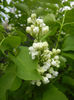White Lilac Tree (2014, April 13)