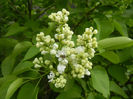 White Lilac Tree (2014, April 13)