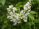 White Lilac Tree (2014, April 13)