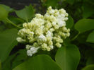 White Lilac Tree (2014, April 13)