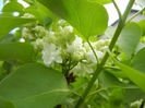 White Lilac Tree (2014, April 13)
