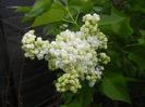 White Lilac Tree (2014, April 13)