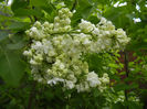 White Lilac Tree (2014, April 13)
