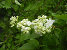 White Lilac Tree (2014, April 13)