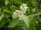 White Lilac Tree (2014, April 13)