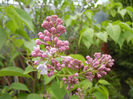 Syringa vulgaris_Lilac (2014, April 13)