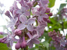 Syringa vulgaris_Lilac (2014, April 13)