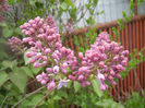 Syringa vulgaris_Lilac (2014, April 13)