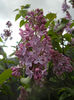 Syringa vulgaris_Lilac (2014, April 13)