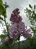 Syringa vulgaris_Lilac (2014, April 13)