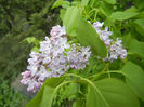 Syringa vulgaris_Lilac (2014, April 13)