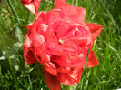 Tulipa Red (2014, April 13)