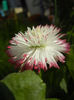 Bellis perennis Habanera (2014, Mar.30)