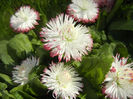 Bellis perennis Habanera (2014, Mar.30)