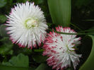 Bellis perennis Habanera (2014, April 01)