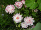 Bellis perennis Habanera (2014, April 13)