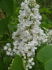 DSCN1177_011