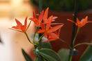 Cattleya