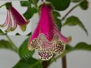 Kohleria Luci s Super Girl