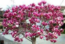 magnolie soulageana