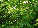 DSCN6328 iasomie de gradina