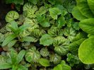DSCN6340 saxifraga