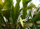 DSCN6368 Epiphyllum oxypetalum