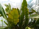 DSCN6371 Epiphyllum oxypetalum