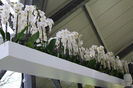 keukenhof 052