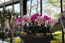 keukenhof 053