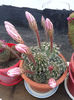 7 Echinopsis oxygona (floare roz)