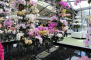 keukenhof 120