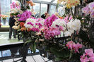 keukenhof 122