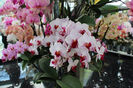 keukenhof 123