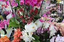 keukenhof 132