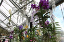 keukenhof 134