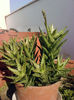 5 Aloe juvenna