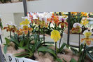 keukenhof 186