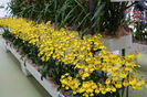 keukenhof 187