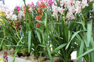 keukenhof 189