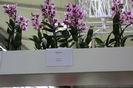 keukenhof 193