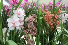 keukenhof 194