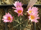 ECHINOCEREUS KNIPPELIANUS V REYESII