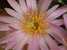 ECHINOCEREUS KNIPPELIANUS V REYESII