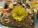 ECHINOCEREUS DAVISII