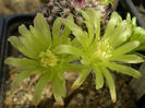 ECHINOCEREUS VIRIDIFLORUS SSP CORELLI