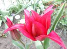 lalea lily flowered maytime
