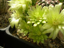 ECHINOCEREUS VIRIDIFLORUS V MINOR