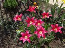 lalele lily flowered maytime/ anul trecut