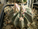 ECHINOFOSSULOCACTUS COPTONOGONUS